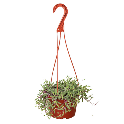 String of Rubies - 6&quot; Pots