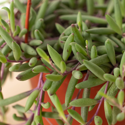String of Rubies - 6&quot; Pots