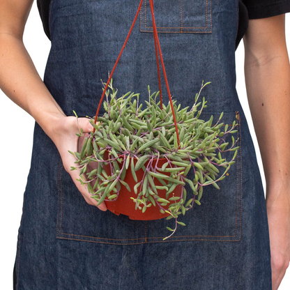 String of Rubies - 6&quot; Pots
