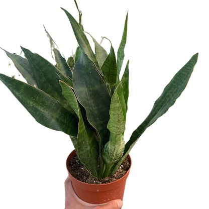 snake plant jaboa Snake Plant 'Jaboa'