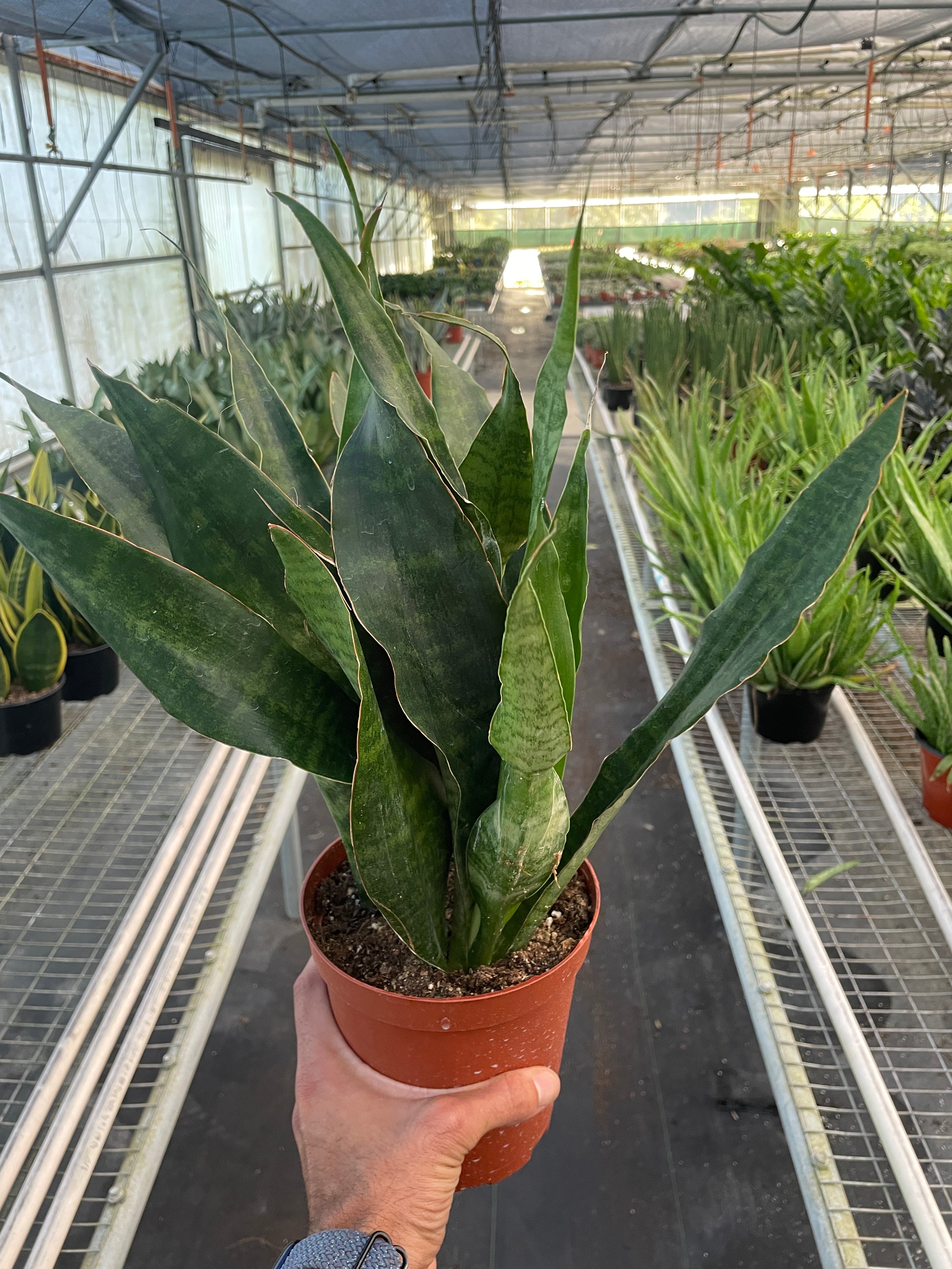 ebay sansevieria Snake Plant 'Jaboa'