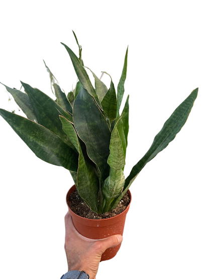 sansevieria black tiger Snake Plant 'Jaboa' – Verta