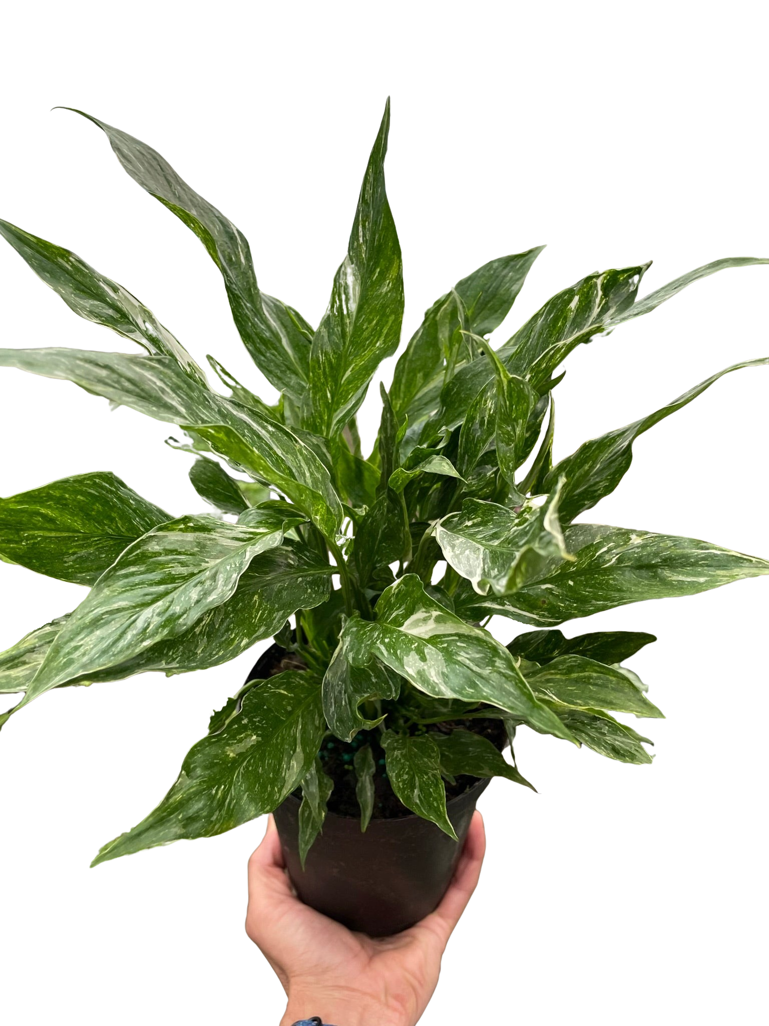 Variegated Spathiphyllum &