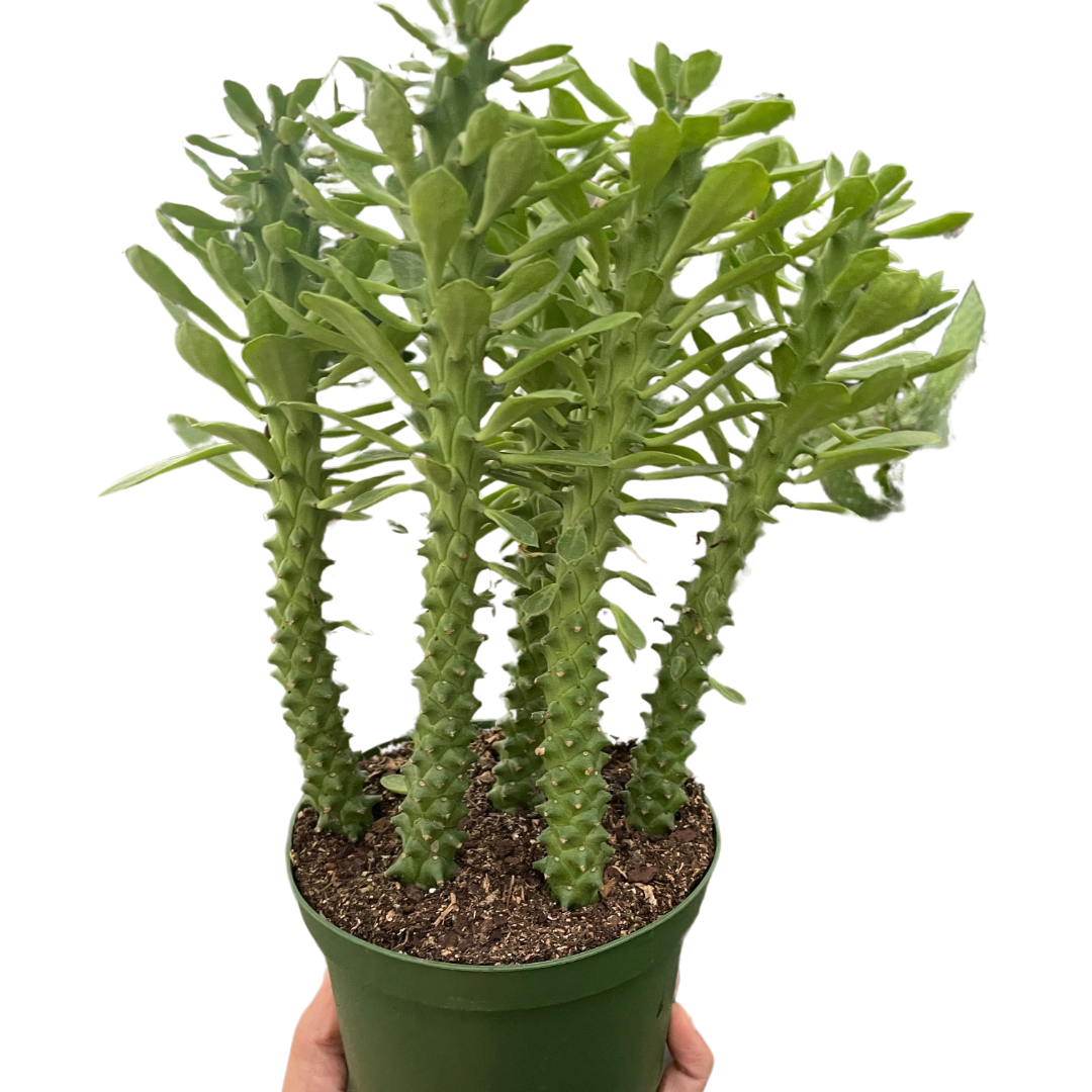 Euphorbia &