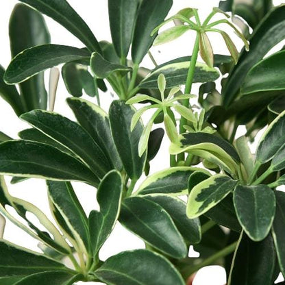 Schefflera Moonlight &