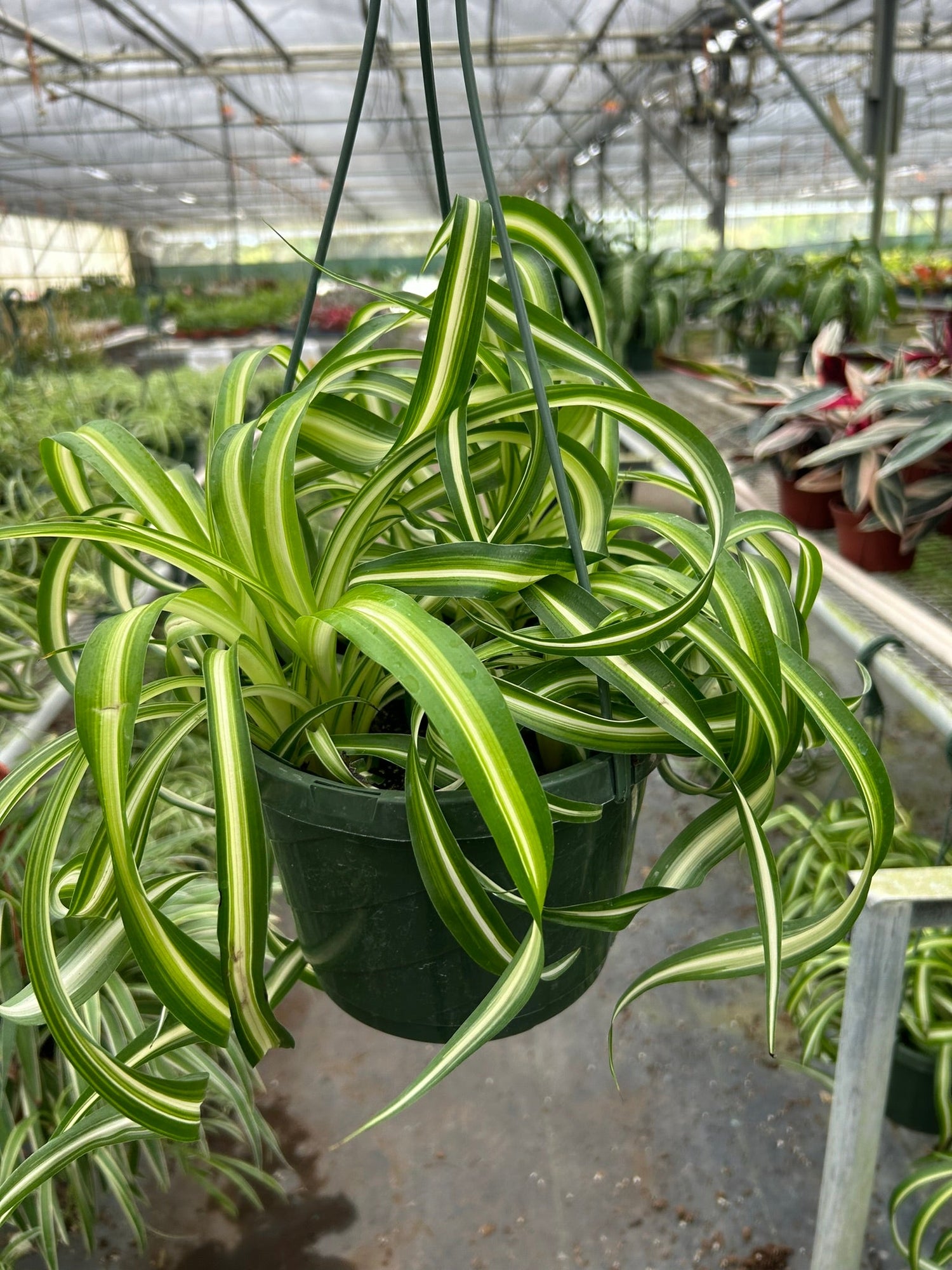 Spider Plant Bonnie Verta spider-plant-bonnie-verta