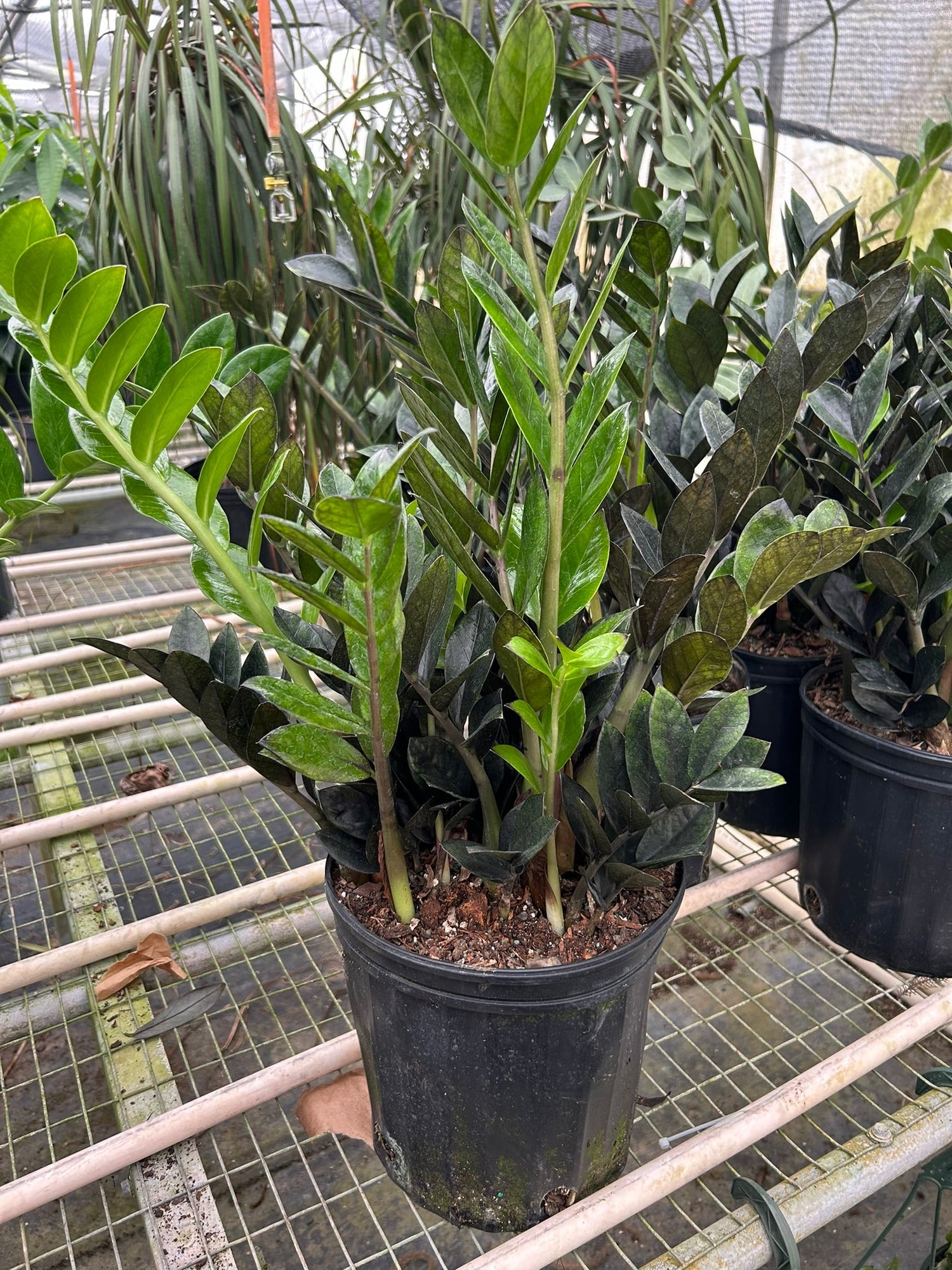 raven zz plant amazon ZZ Zamioculcas 'Black Queen' – Verta