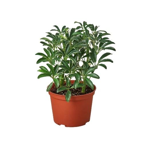 Schefflera Moonlight &