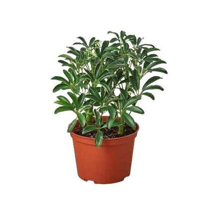 Schefflera Moonlight &