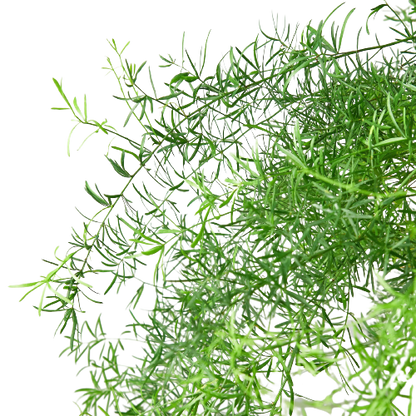 Fern &