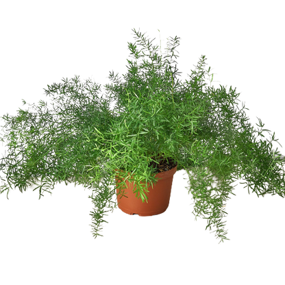 Fern &