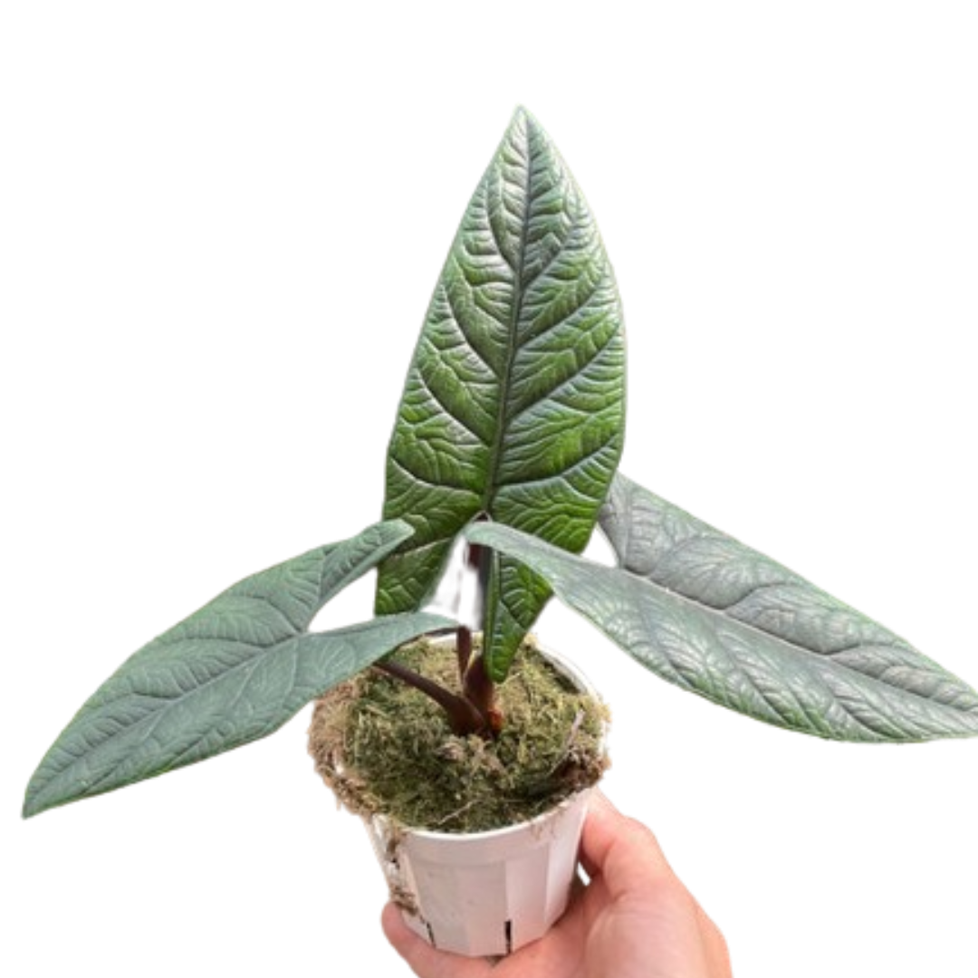 Alocasia &