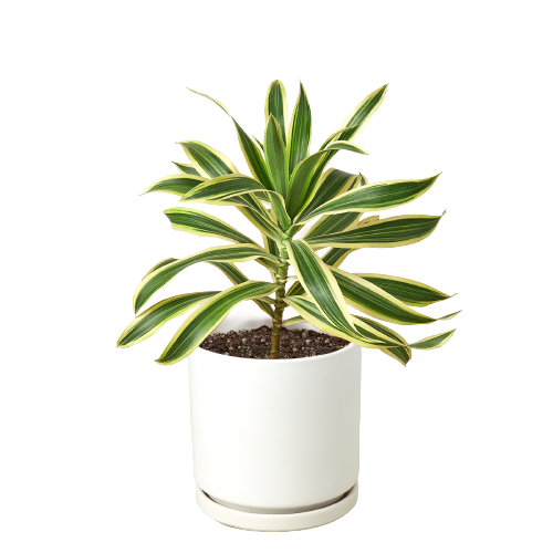 Dracaena &