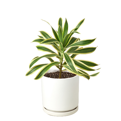 Dracaena &