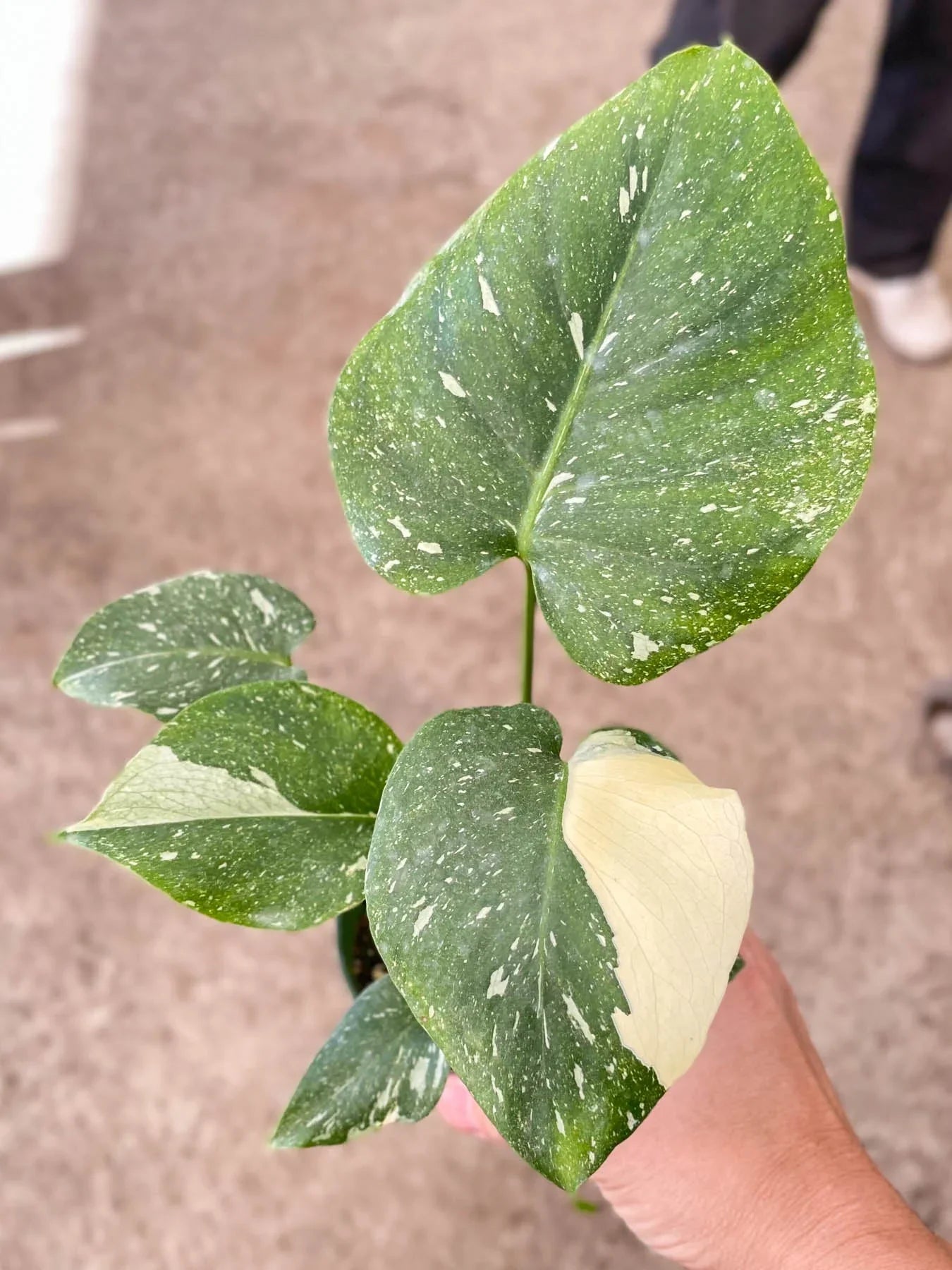 Monstera &