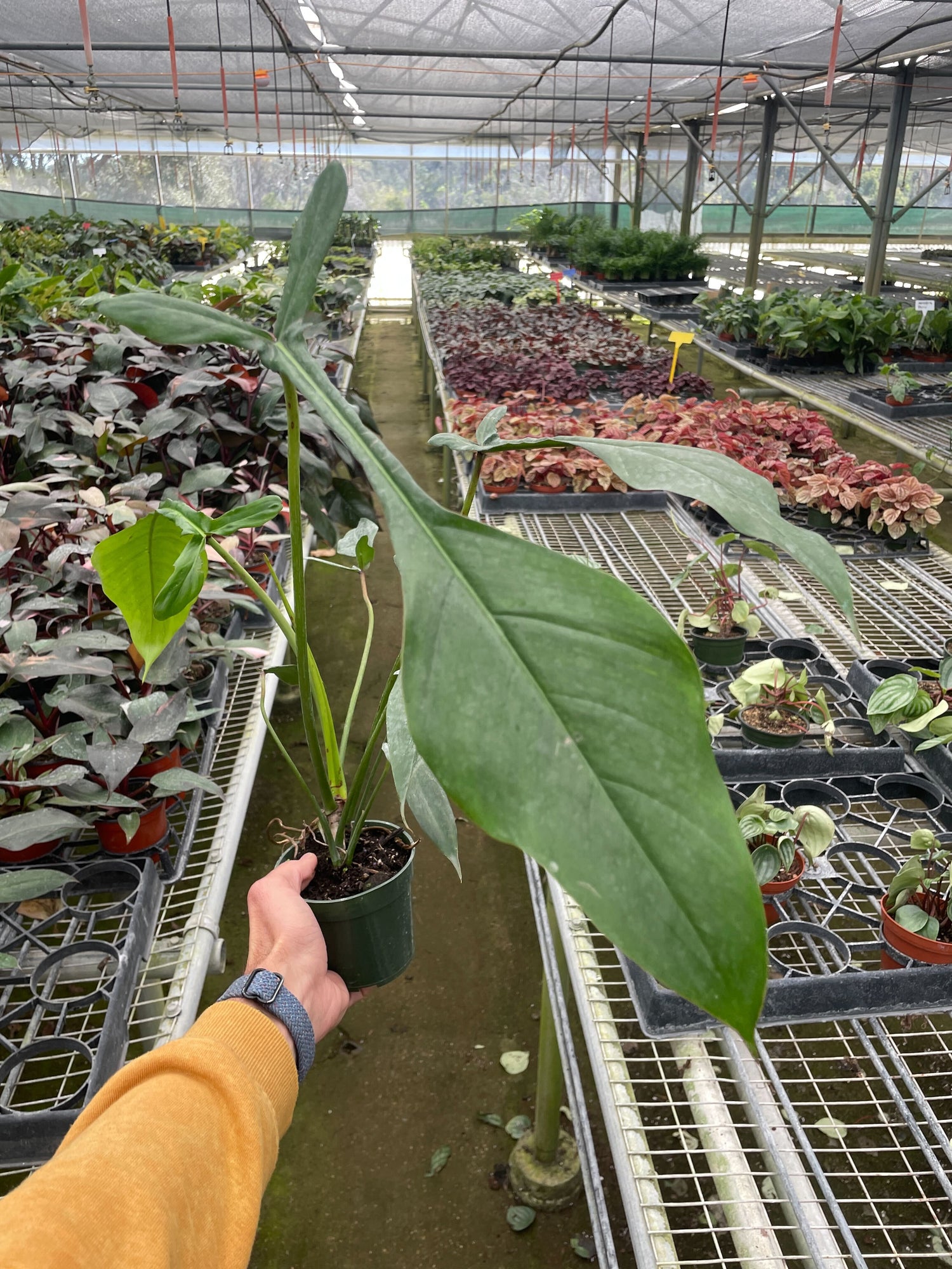 philodendron joepii why so expensive Philodendron 'Joepii' – Verta