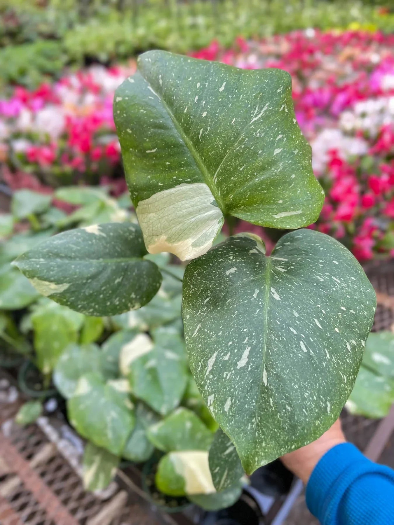 Monstera &