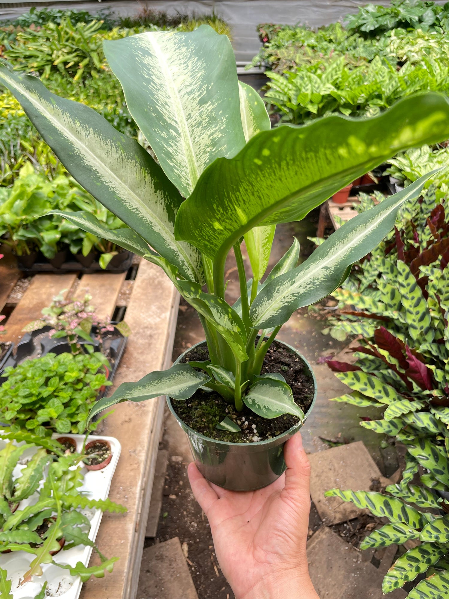 dieffenbachia panther plant care Dieffenbachia Panther – Verta