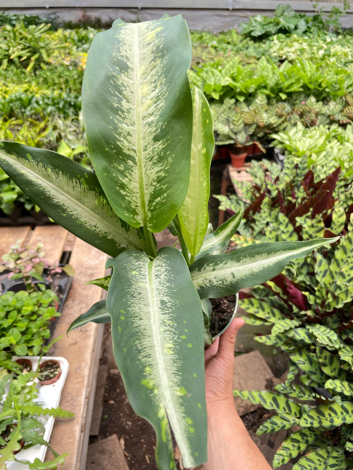 panther dieffenbachia Dieffenbachia Panther
