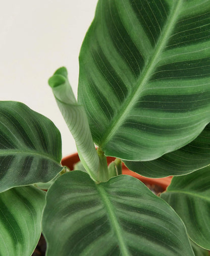 Calathea &