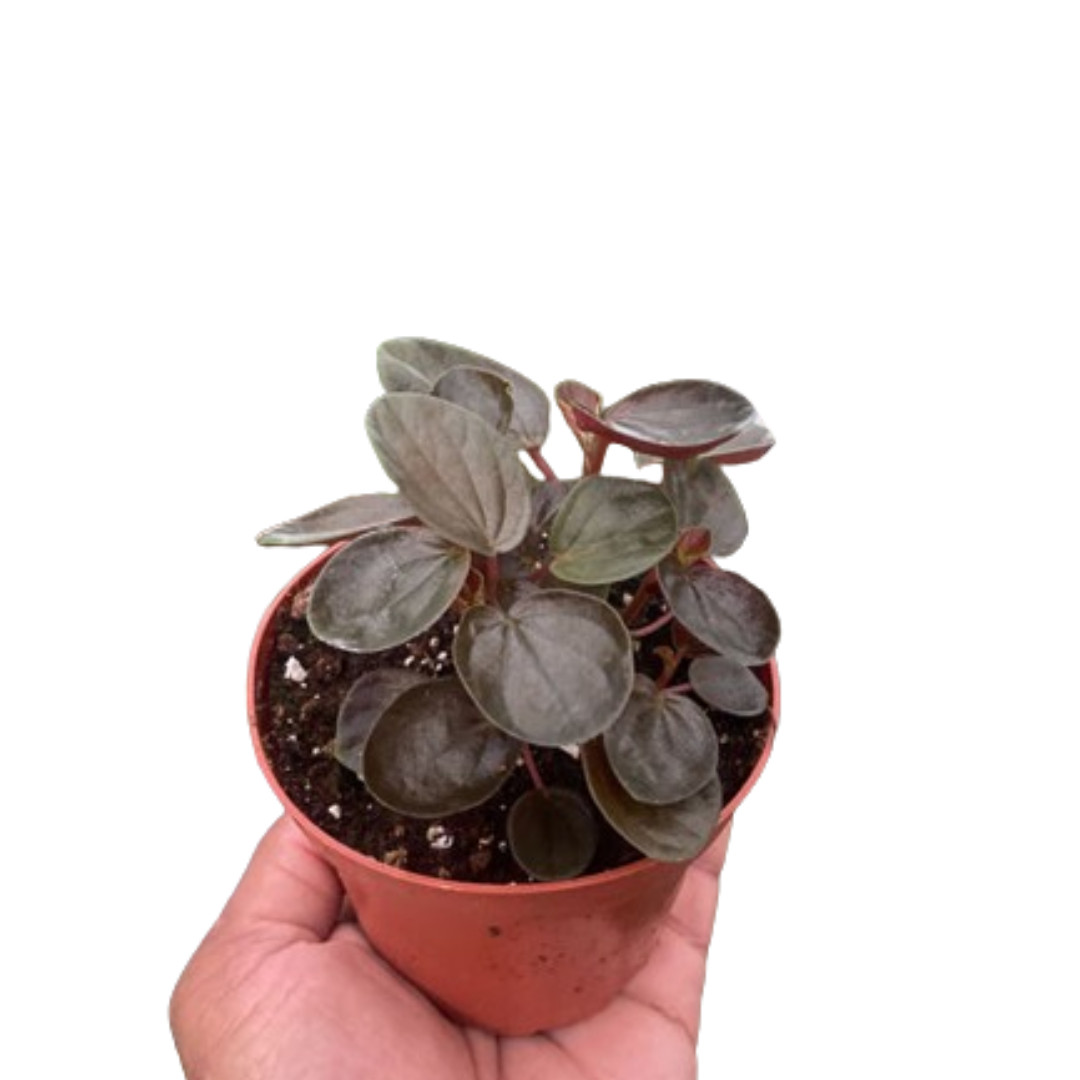 Peperomia &