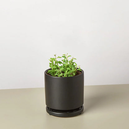 Succulent &