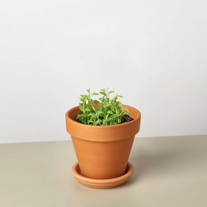 Succulent &