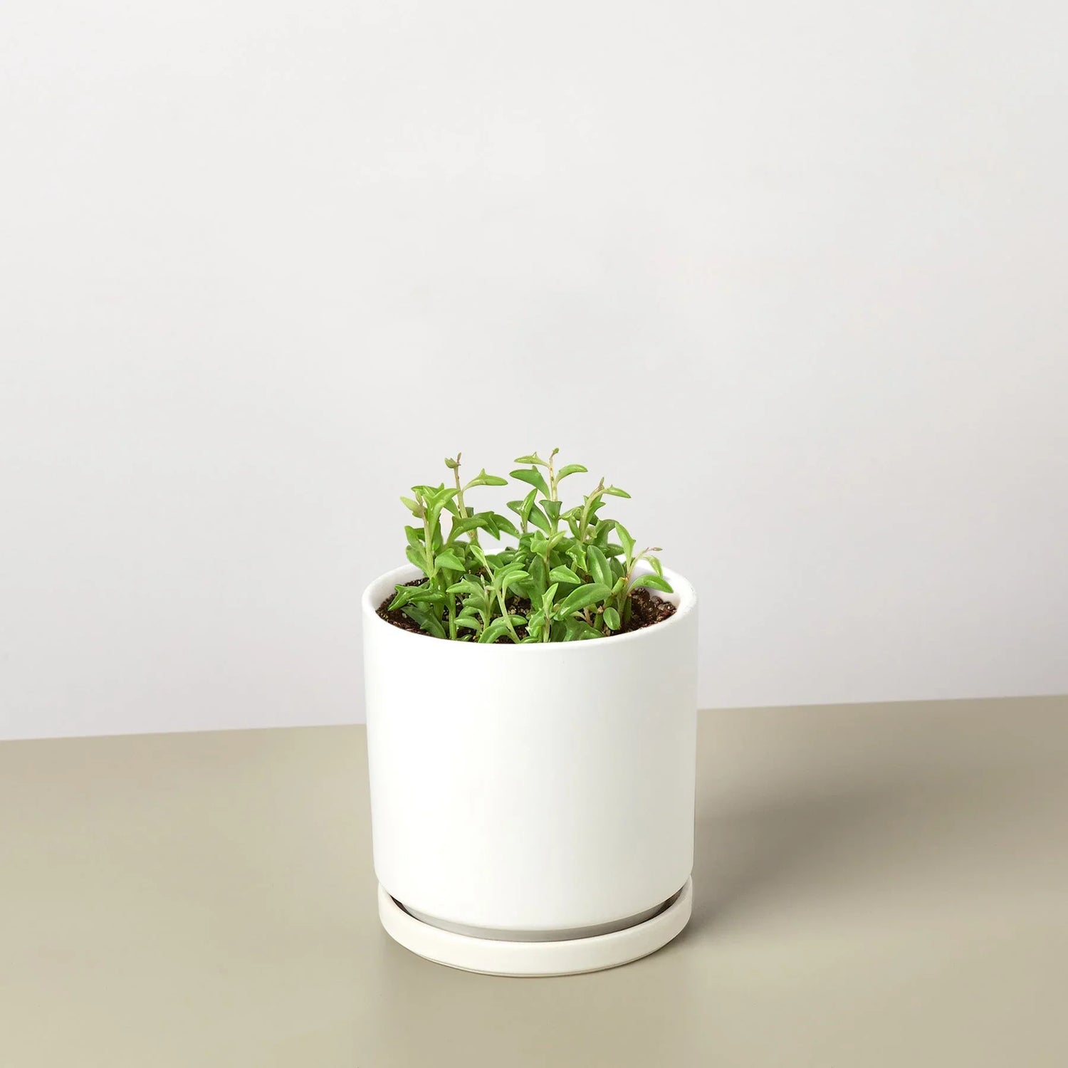 Succulent &
