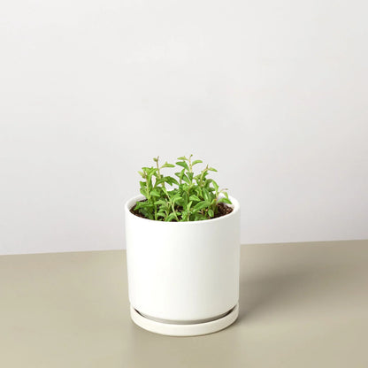 Succulent &