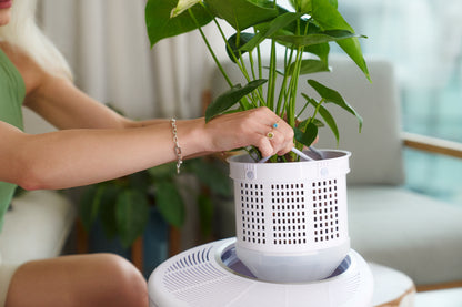 Customer effortlessly detaching air-purifying plant from Verta Air Purifier, showcasing user-friendly design. Detachable planter features perforation for plants&