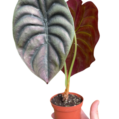 Alocasia &
