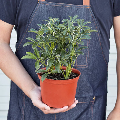 Schefflera Moonlight &