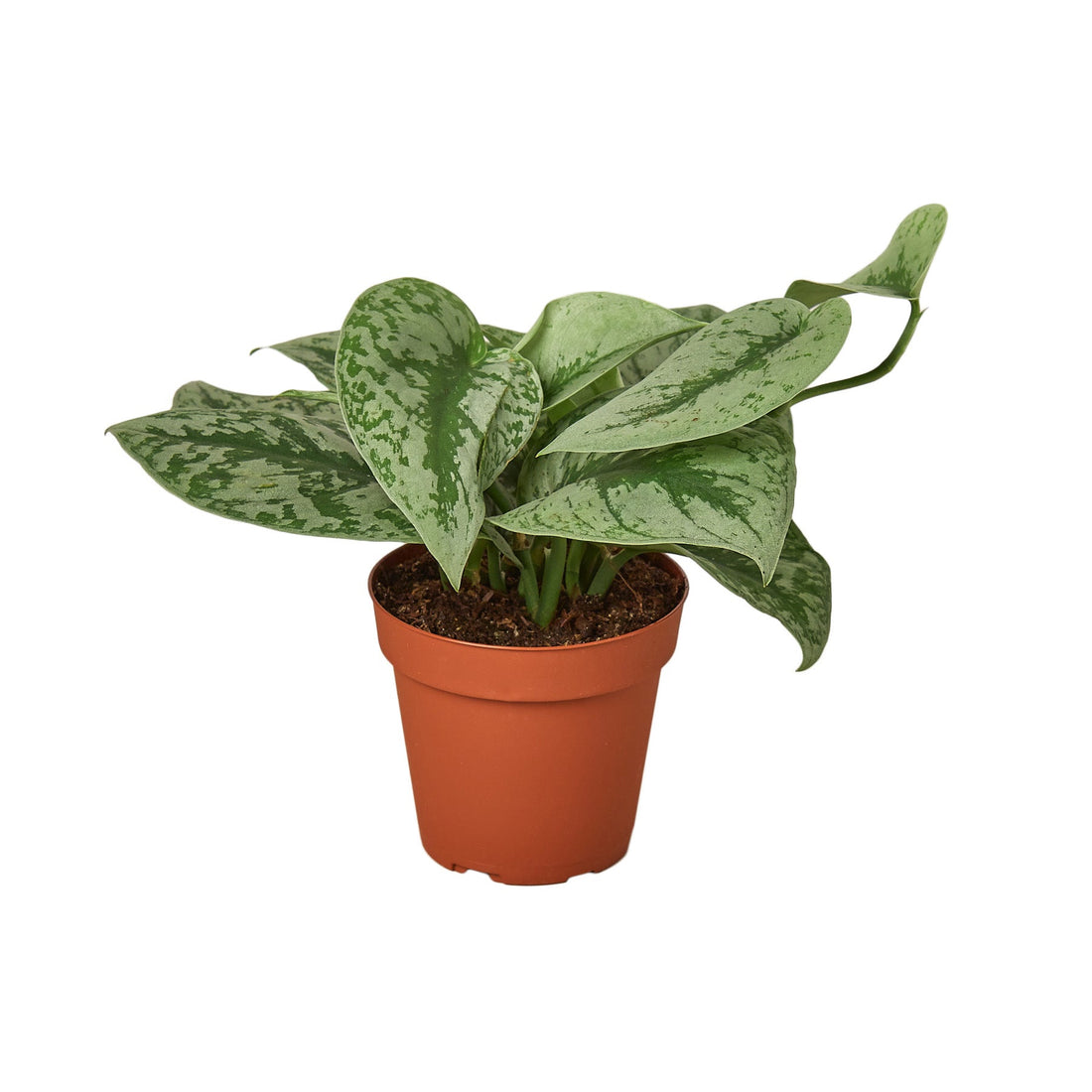 Scindapsus Pictus &