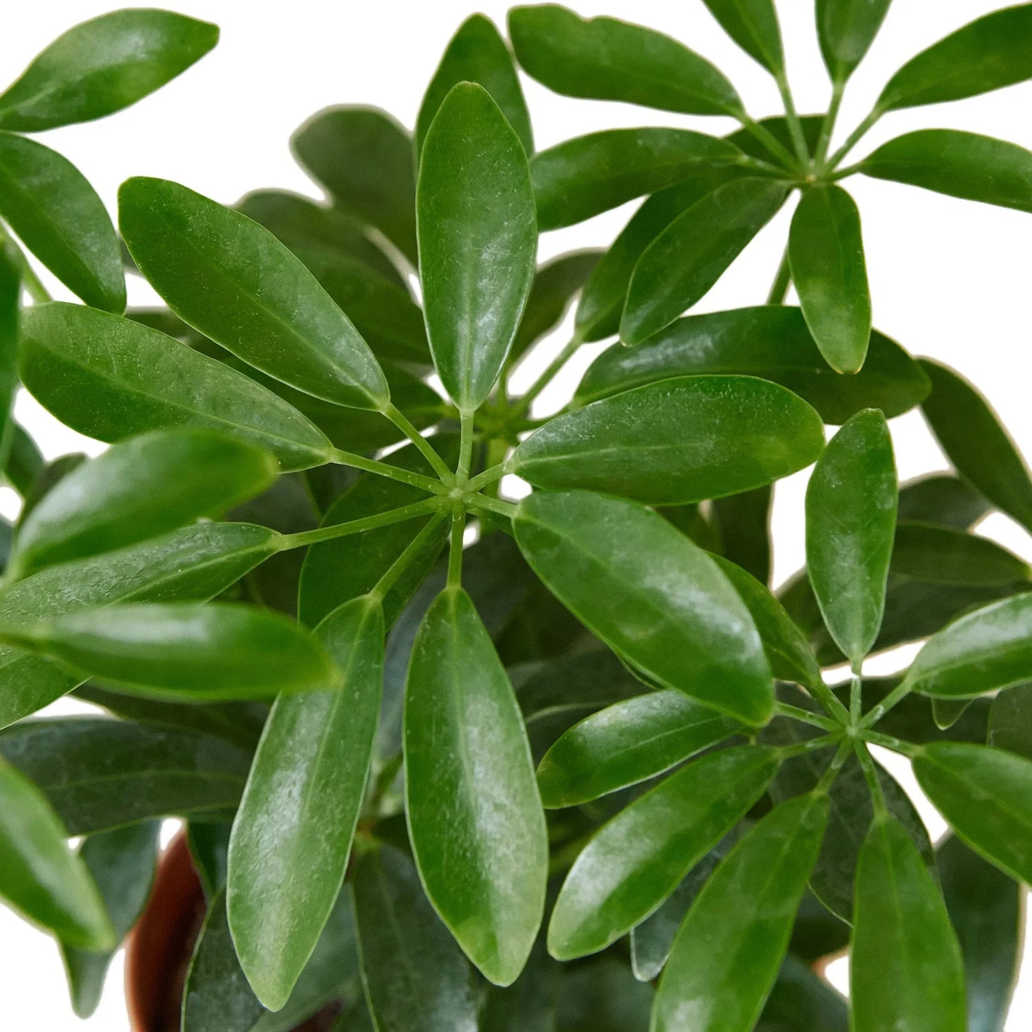 Schefflera Arboricola &