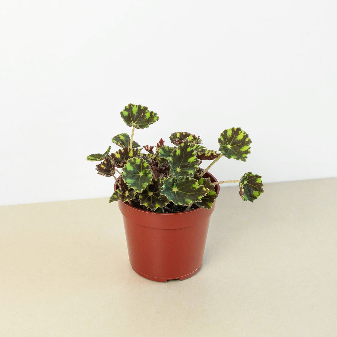 Begonia Tiger Paws - 4&quot; Pot
