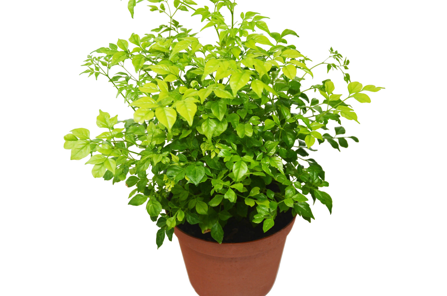 radermachera indoor plant Radermachera 'China Doll'
