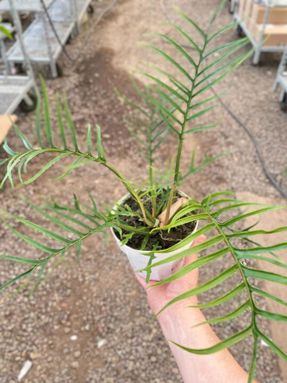 Philodendron &